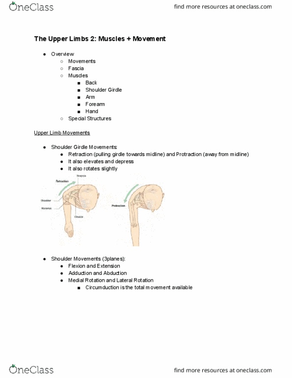 ANAT20006 Lecture Notes - Lecture 15: Rotator (Album), Brachioradialis, Subscapularis Muscle thumbnail