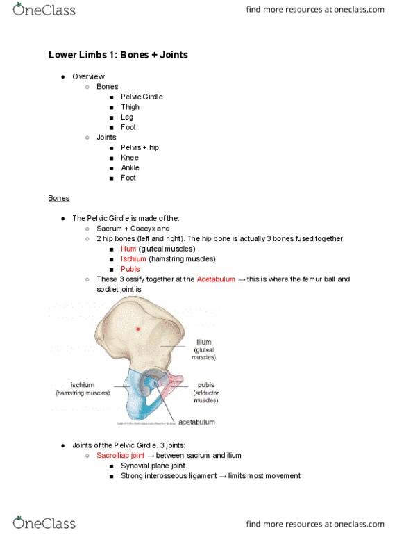 ANAT20006 Lecture Notes - Lecture 17: Hip, Ankle, Gluteal Muscles thumbnail