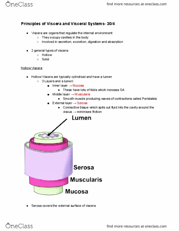 ANAT20006 Lecture Notes - Lecture 20: Serous Membrane, Smooth Muscle Tissue, Peristalsis thumbnail