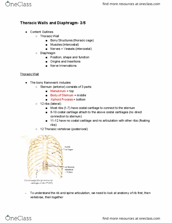 ANAT20006 Lecture Notes - Lecture 22: Costal Cartilage, Rib Cage, Xiphoid Process thumbnail