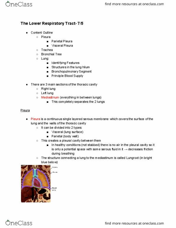 ANAT20006 Lecture Notes - Lecture 23: Thoracic Cavity, Serous Fluid, Serous Membrane thumbnail