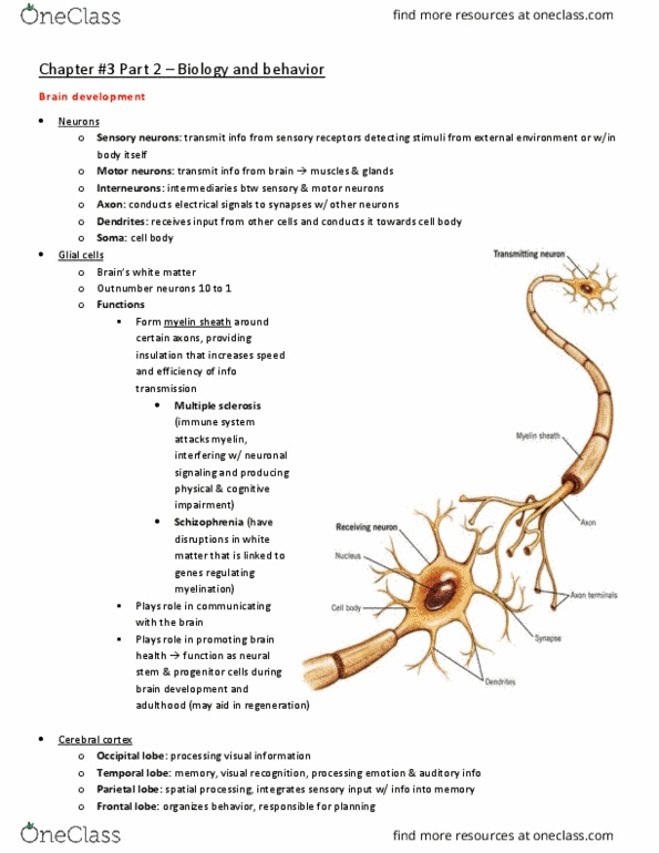 PSY 220 Chapter Notes - Chapter 3: Myelin, Occipital Lobe, Parietal Lobe thumbnail