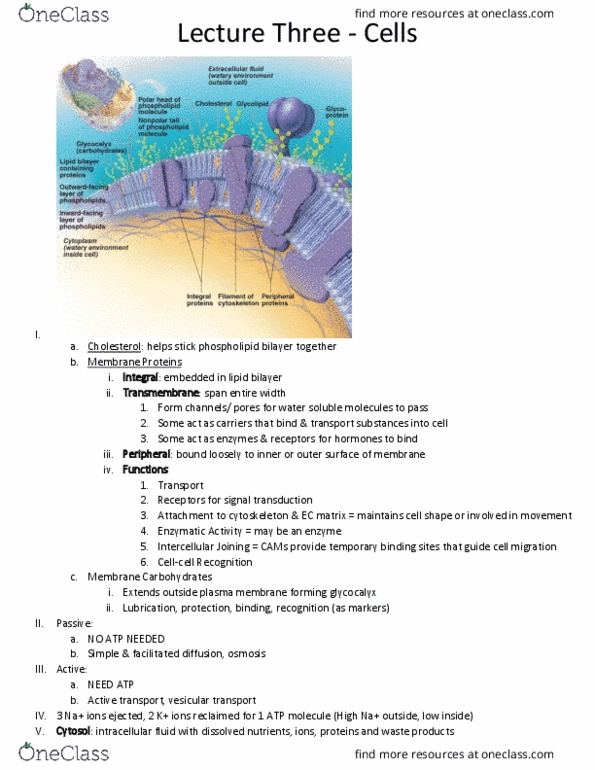 HAN 200 Lecture Notes - Lecture 3: Lipid Bilayer, Fluid Compartments, Cell Membrane thumbnail