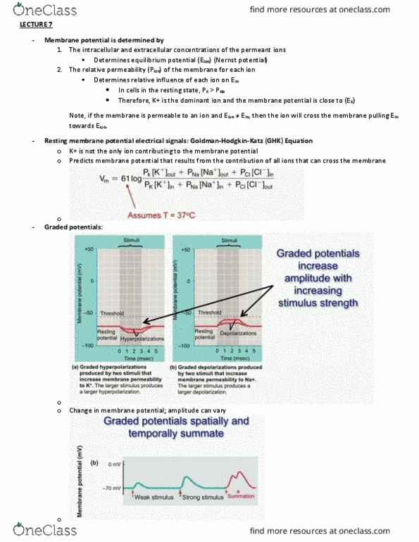 BIO 203 Lecture Notes - Lecture 7: Reversal Potential, Schwann Cell, Passive Transport thumbnail