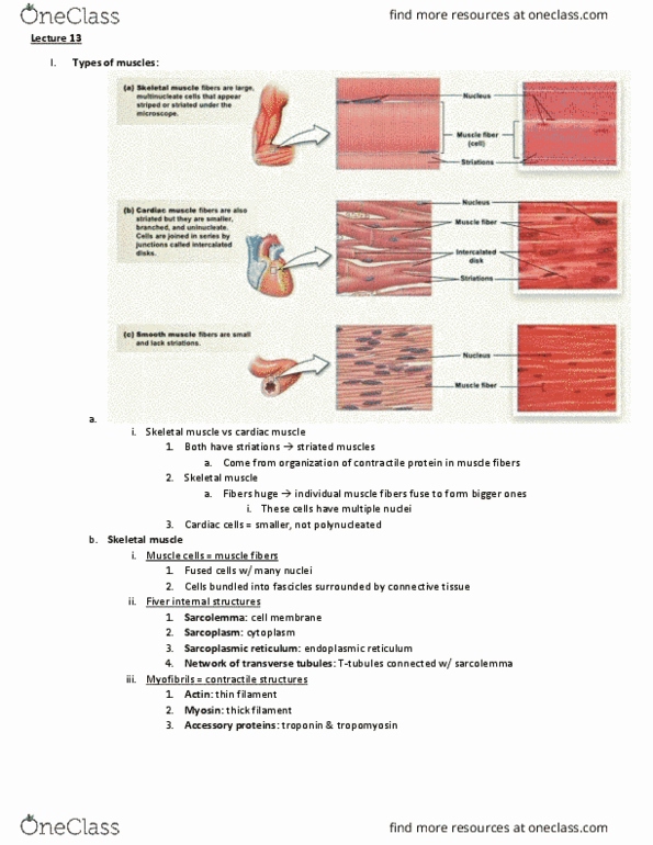 BIO 203 Lecture Notes - Lecture 13: Endoplasmic Reticulum, T-Tubule, Cardiac Muscle thumbnail