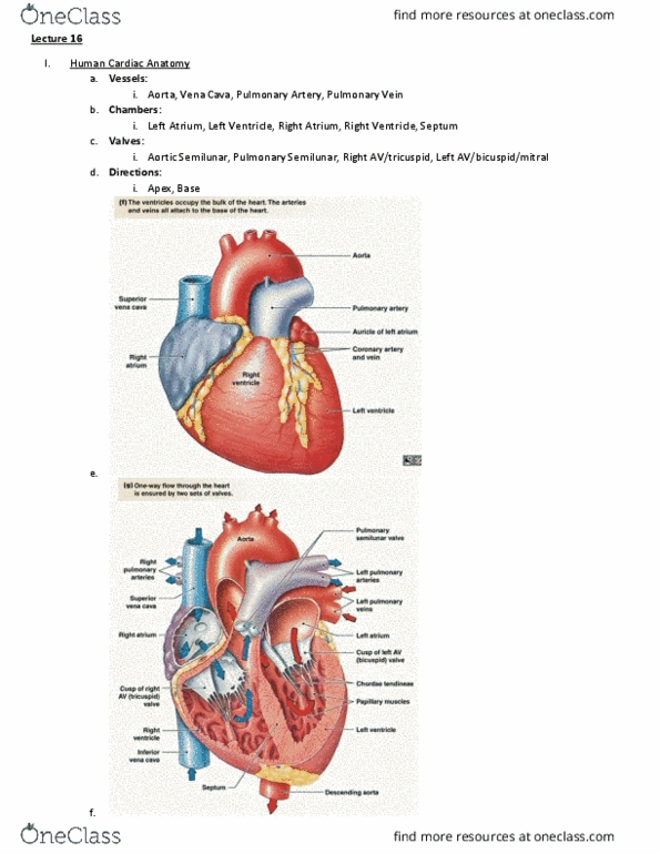 BIO 203 Lecture Notes - Lecture 16: Pulmonary Vein, Pulmonary Artery, Vascular Resistance thumbnail
