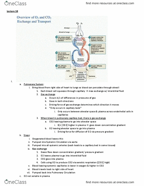 BIO 203 Lecture Notes - Lecture 18: Pulmonary Circulation, Extracellular Fluid, Endothelium thumbnail