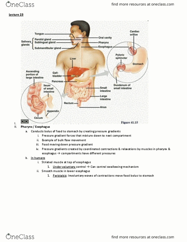 BIO 203 Lecture Notes - Lecture 23: Pressure Gradient, Pharynx, Peristalsis thumbnail