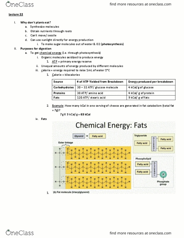 BIO 203 Lecture Notes - Lecture 22: Calorie, Digestion, Metabolic Water thumbnail