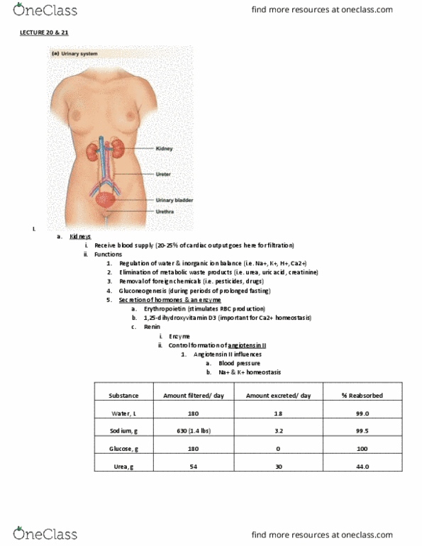 BIO 203 Lecture Notes - Lecture 20: Cardiac Output, Creatinine, Metabolic Waste thumbnail