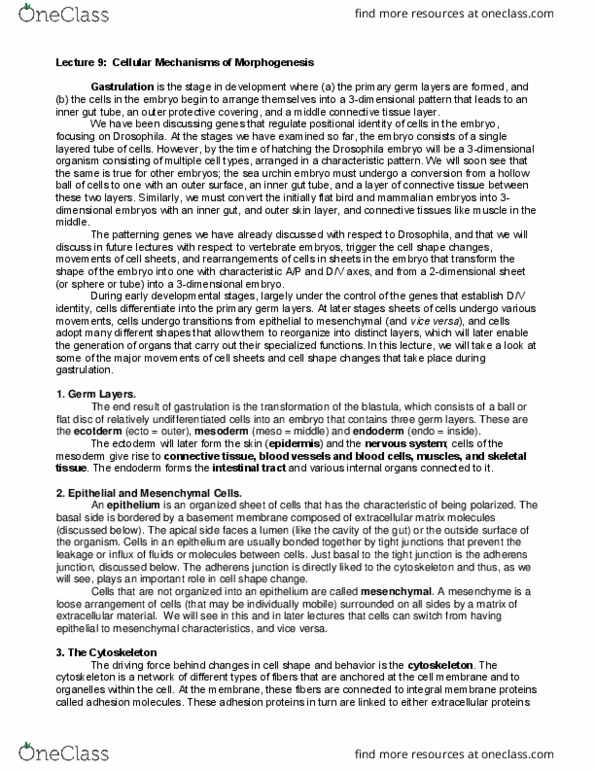 MCD BIO 138 Lecture Notes - Lecture 9: Adherens Junction, Gastrointestinal Tract, Germ Layer thumbnail