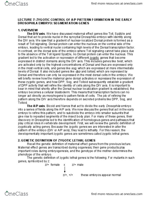 MCD BIO 138 Lecture Notes - Lecture 7: Blastoderm, Pattern Formation, Zygote thumbnail