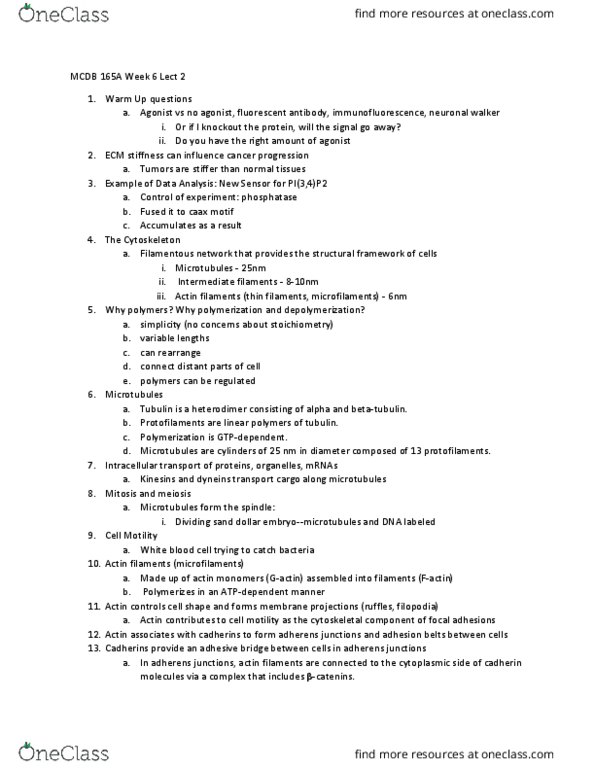 MCD BIO 165A Lecture Notes - Lecture 12: Adherens Junction, Intermediate Filament, White Blood Cell thumbnail