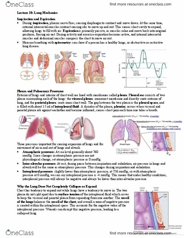 BIOC34H3 Lecture Notes - Lecture 10: Pulmonary Pleurae, Internal Intercostal Muscles, External Intercostal Muscles thumbnail