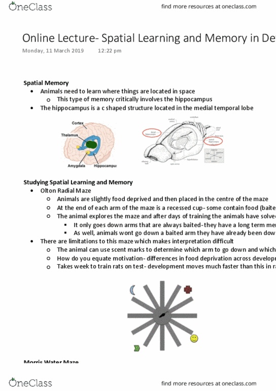PSYC3241 Lecture Notes - Lecture 23: Morris Water Navigation Task, Temporal Lobe thumbnail