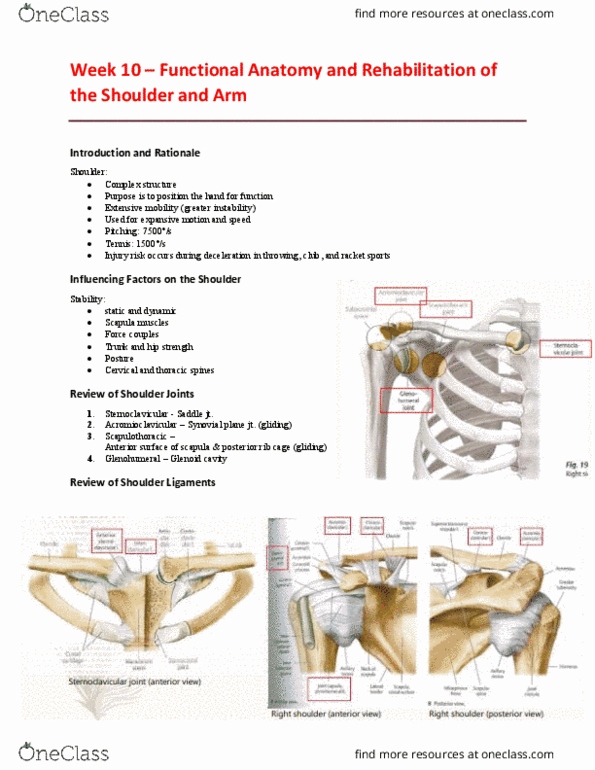 EHR520 Lecture 10: Week 10 – Functional Anatomy and Rehabilitation of the Shoulder and Arm thumbnail