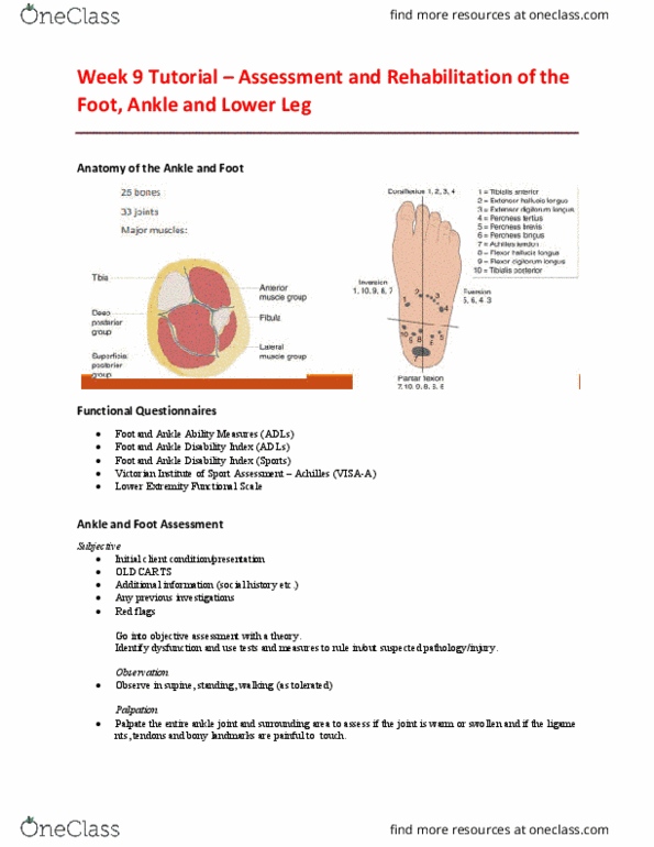 EHR520 Lecture Notes - Lecture 9: Ankle, Palpation, Malleolus thumbnail