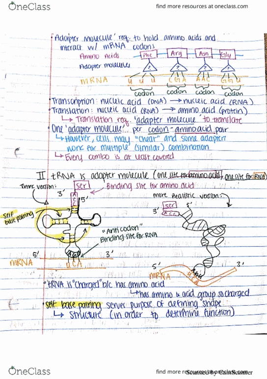 BIOL 200 Lecture 13: translation thumbnail