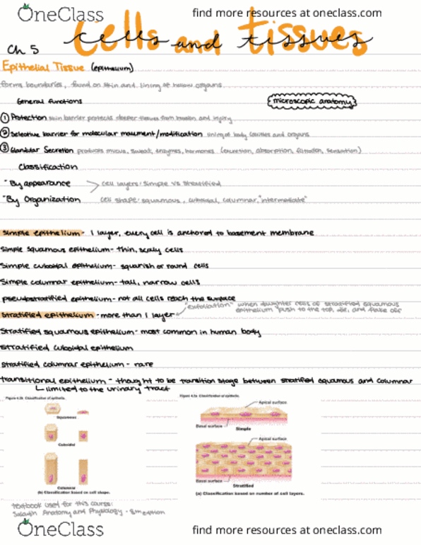 BIO 243 Lecture Notes - Stratified Squamous Epithelium, Simple Columnar Epithelium, Simple Squamous Epithelium thumbnail