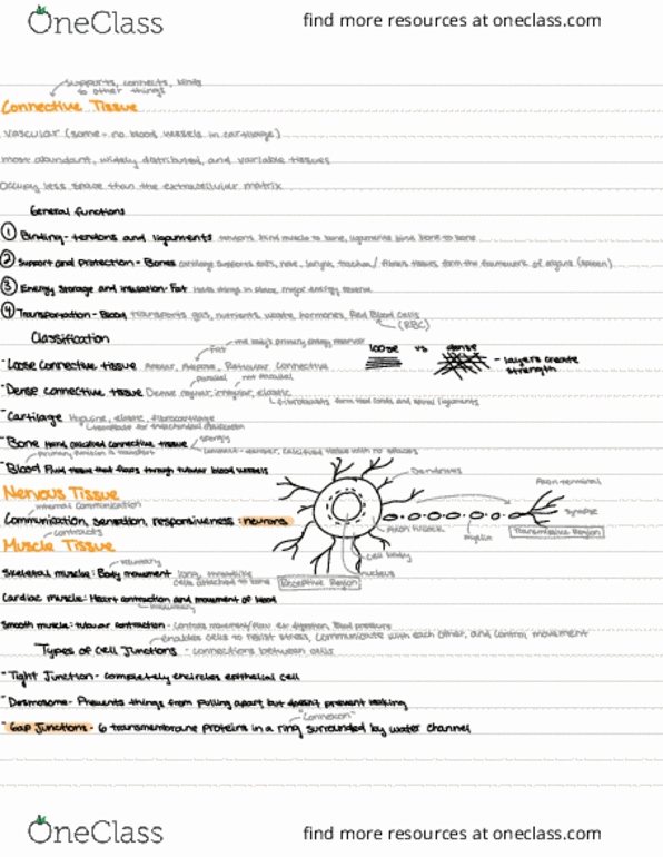 BIO 243 Lecture Notes - Loose Connective Tissue, Hard Tissue, Vocal Folds thumbnail