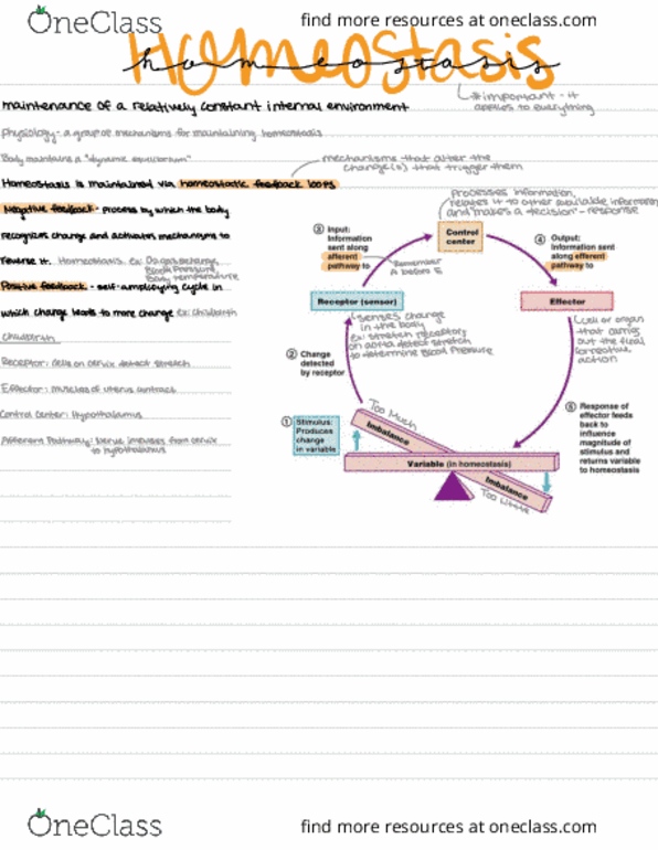 BIO 243 Lecture Notes - Lecture 1: Leece, Blood Pressure, Aorta thumbnail