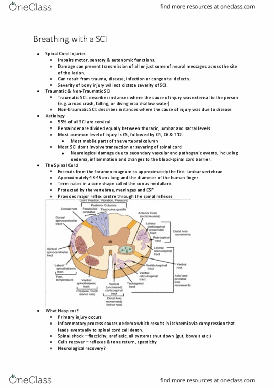 PHTY300 Lecture Notes - Lecture 18: Conus Medullaris, Lumbar Vertebrae, Foramen Magnum thumbnail