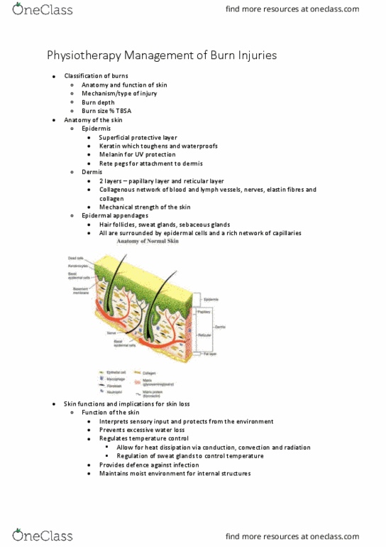 PHTY300 Lecture Notes - Lecture 20: Burn, Physical Therapy, Dermis thumbnail