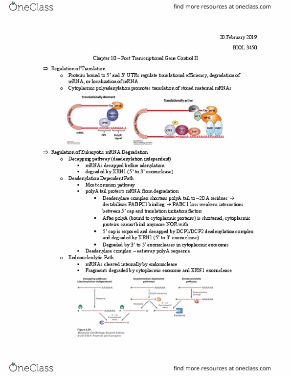 BIOL 3450 Lecture Notes - Lecture 18: Pabpc1, Exonuclease, Polyadenylation thumbnail