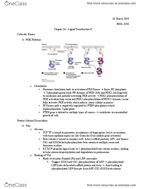 BIOL 3450 Lecture Notes - Lecture 21: Beta-Catenin, Phosphoinositide 3-Kinase, Ubiquitin Ligase thumbnail