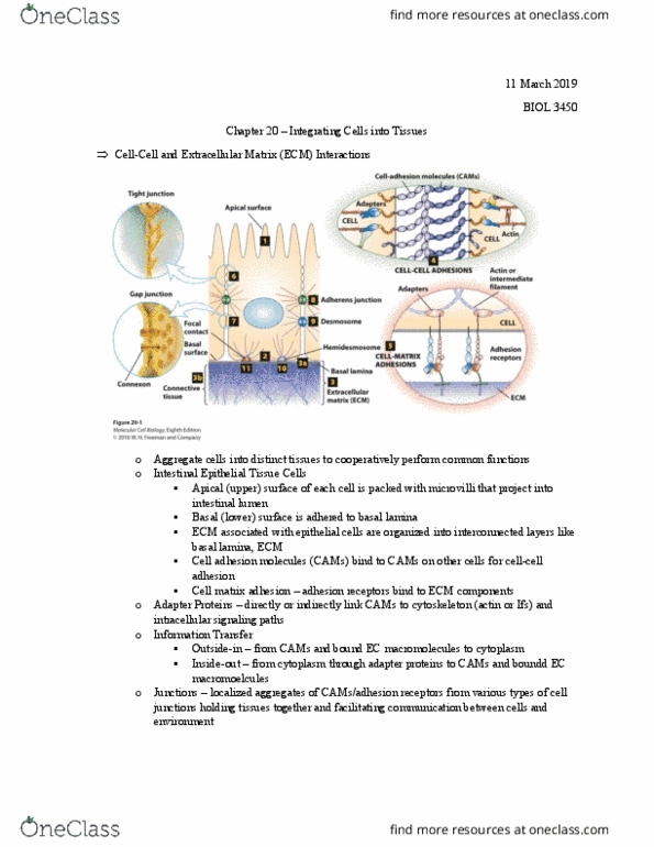 BIOL 3450 Lecture Notes - Lecture 25: Cell Adhesion Molecule, Basal Lamina, Inside Out Music thumbnail