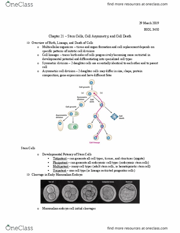 BIOL 3450 Lecture Notes - Lecture 29: Hematopoietic Stem Cell, Adult Stem Cell, Asymmetric Cell Division thumbnail