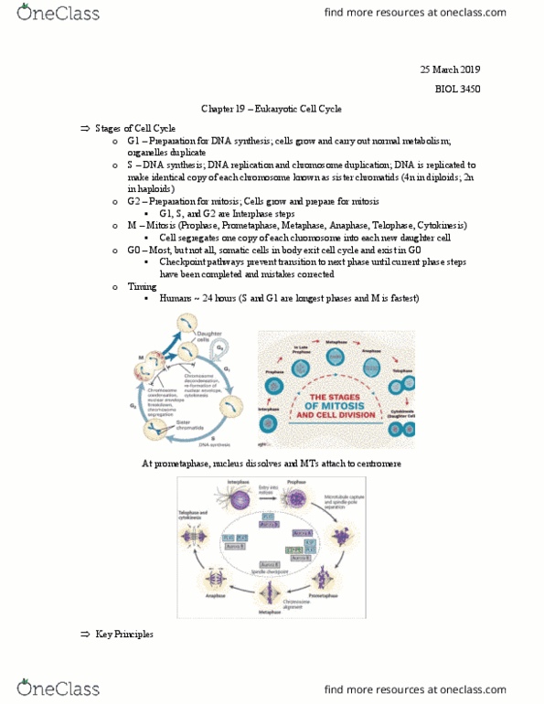 BIOL 3450 Lecture Notes - Lecture 27: G2 Phase, Sister Chromatids, Cell Cycle thumbnail