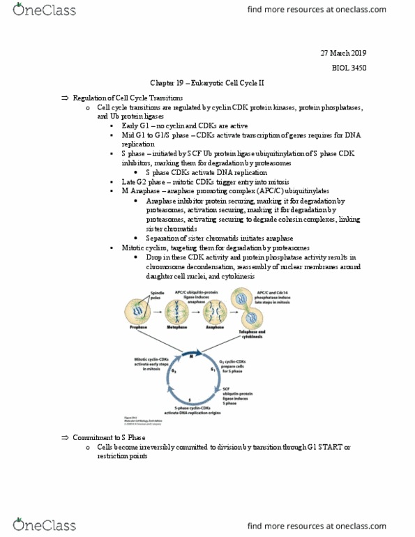 BIOL 3450 Lecture Notes - Lecture 28: Anaphase-Promoting Complex, Cdk Inhibitor, Sister Chromatids thumbnail