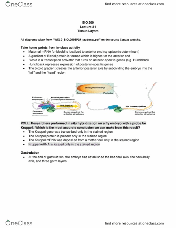 BIOL 200 Lecture Notes - Lecture 31: Maternal Effect, Gastrulation, Blastula thumbnail