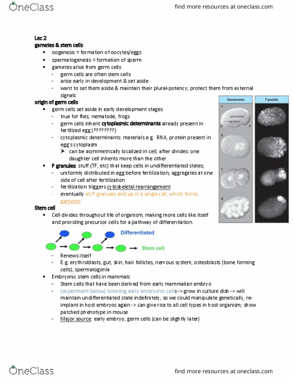MCD BIO 138 Lecture Notes - Lecture 2: Embryonic Stem Cell, Blastomere, Spermatogonium thumbnail