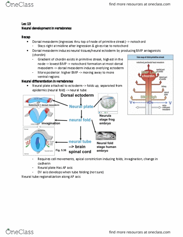 MCD BIO 138 Lecture Notes - Lecture 13: Primitive Streak, Neural Fold, Neural Development thumbnail