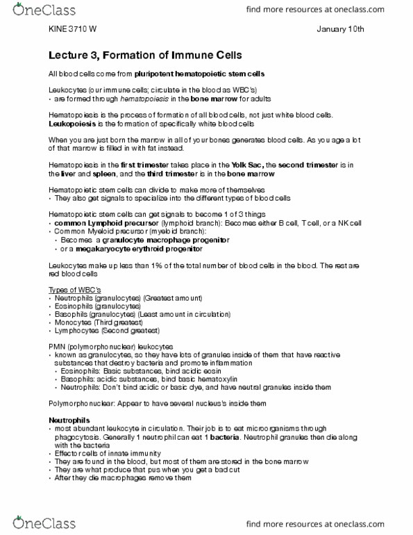 KINE 3710 Lecture Notes - Lecture 3: Lymphopoiesis, Hematopoietic Stem Cell, Haematopoiesis thumbnail