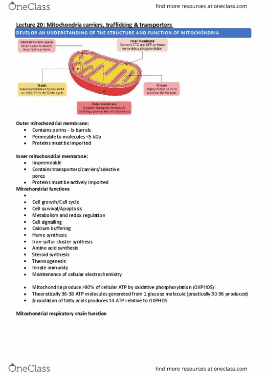 PHSI3009 Lecture Notes - Lecture 20: Mitochondrion, Inner Mitochondrial Membrane, Oxidative Phosphorylation thumbnail