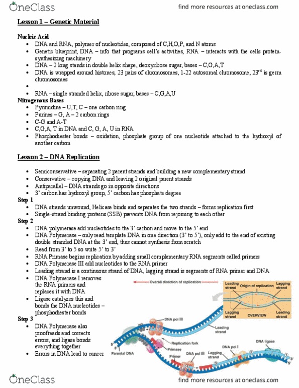 BLG 143 Lecture Notes - Lecture 3: Dna Polymerase Iii Holoenzyme, Dna Polymerase I, Dna Polymerase thumbnail