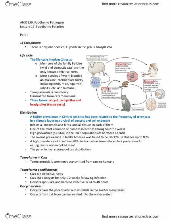 ANSC 350 Lecture Notes - Lecture 17: Apicomplexan Life Cycle, Toxoplasma Gondii, Cosmopolitan Distribution thumbnail