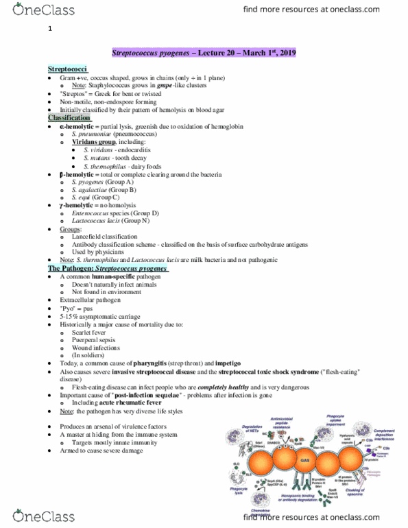 Microbiology and Immunology 2500A/B Lecture Notes - Lecture 20: Toxic Shock Syndrome, Postpartum Infections, Lancefield Grouping thumbnail