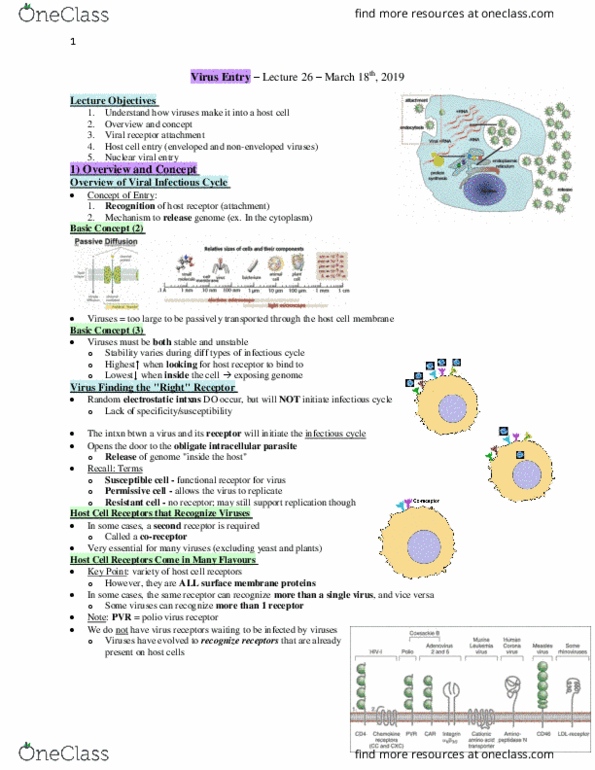 Microbiology and Immunology 2500A/B Lecture Notes - Lecture 26: Intracellular Parasite, Viral Envelope, Poliovirus thumbnail