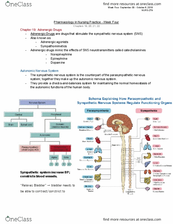 NURS 2790 Lecture Notes - Lecture 4: Adrenergic Agonist, Sympathetic Nervous System, Autonomic Nervous System thumbnail