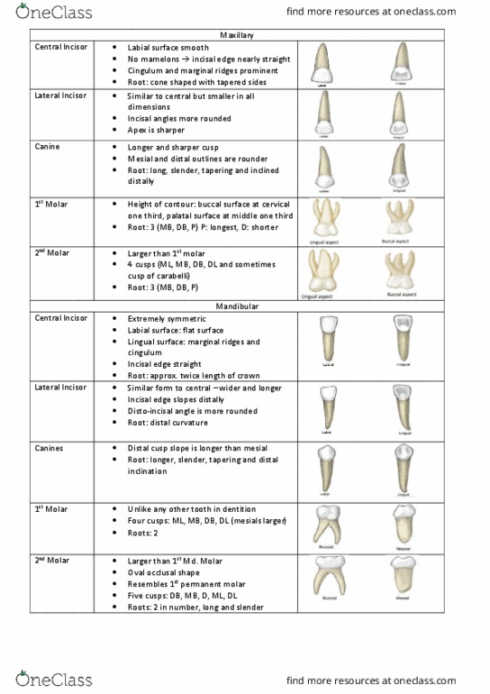 DENT3060 Lecture Notes - Lecture 14: Incisor, Hypoplasia, Palmer Notation thumbnail