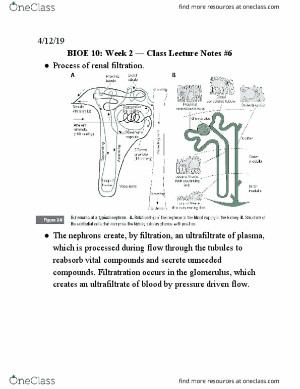 BIOE 10 Lecture Notes - Lecture 6: Ultrafiltration, Nephron, Microfluidics thumbnail