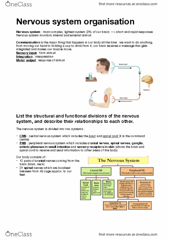 9808 Lecture Notes - Lecture 9: Peripheral Nervous System, Cranial Nerves, Endoneurium thumbnail