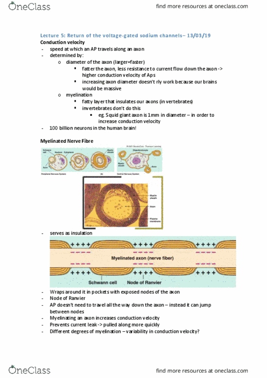 PHYS20008 Lecture Notes - Lecture 5: Squid Giant Axon, Myelin, Lipid Bilayer thumbnail