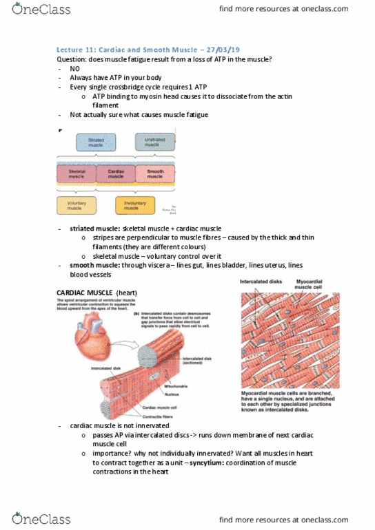 PHYS20008 Lecture Notes - Lecture 11: Cardiac Muscle Cell, Cardiac Muscle, Skeletal Muscle thumbnail