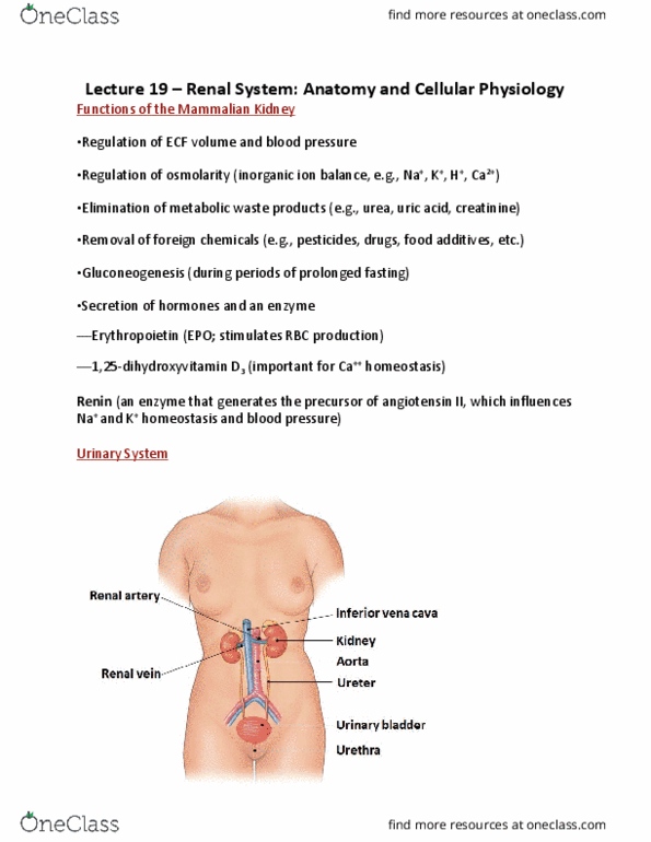 BIO 203 Lecture Notes - Lecture 19: Angiotensin, Creatinine, Metabolic Waste thumbnail