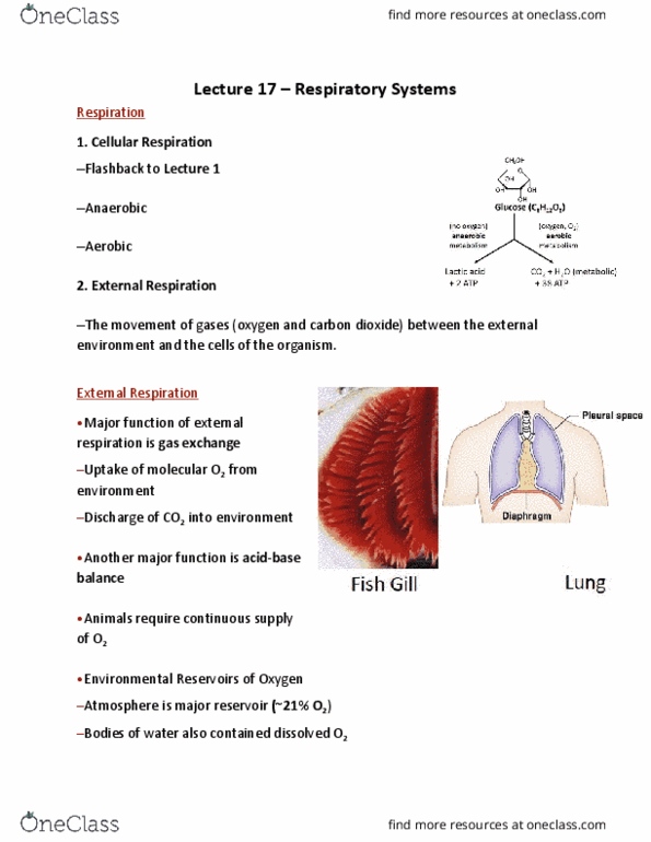 BIO 203 Lecture Notes - Lecture 17: Teleost, Pneumothorax, Bronchiole thumbnail